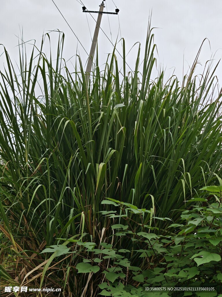 野外茂盛的绿色植物