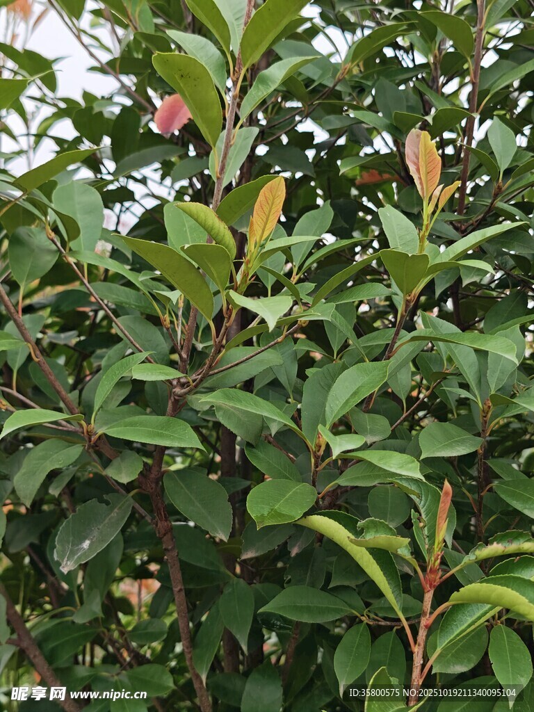 绿叶繁茂的植物景观