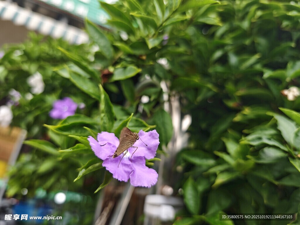 绿叶间的紫色小花