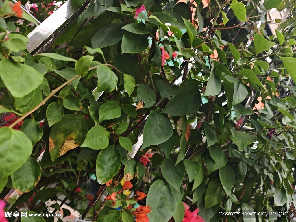 绿叶间的娇艳花卉