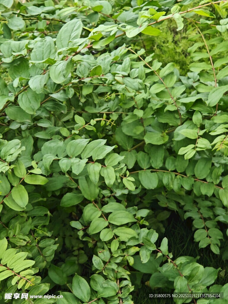 茂密绿植景观