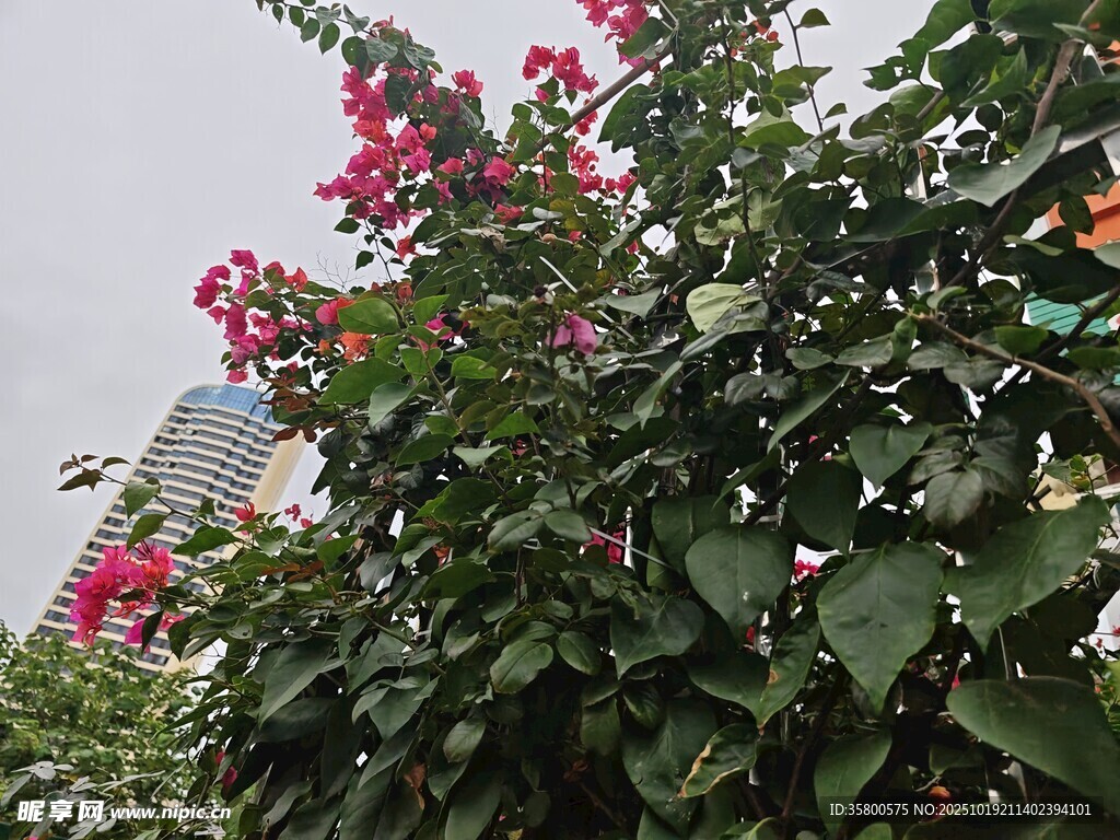 绽放的鲜艳花卉植物