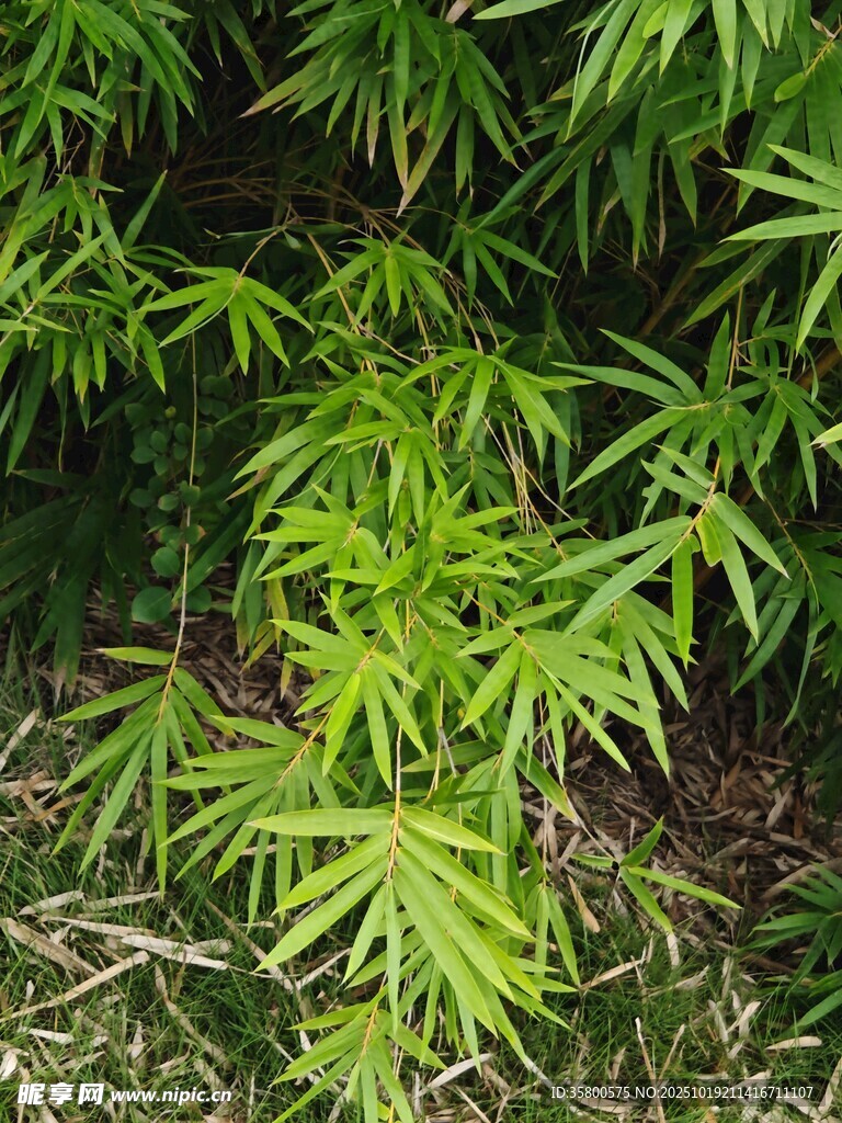 翠绿竹叶生机盎然