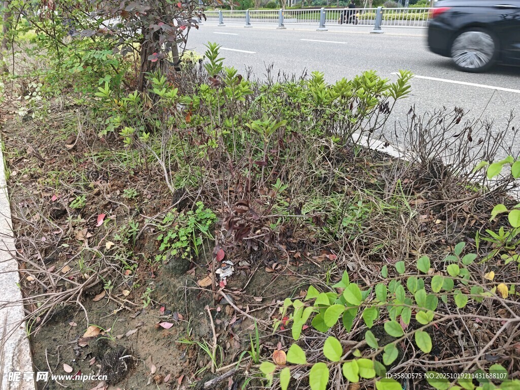 路边绿植景观