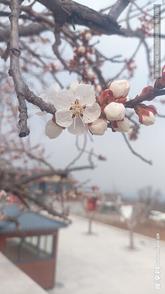 枝头繁花绽  春日美景