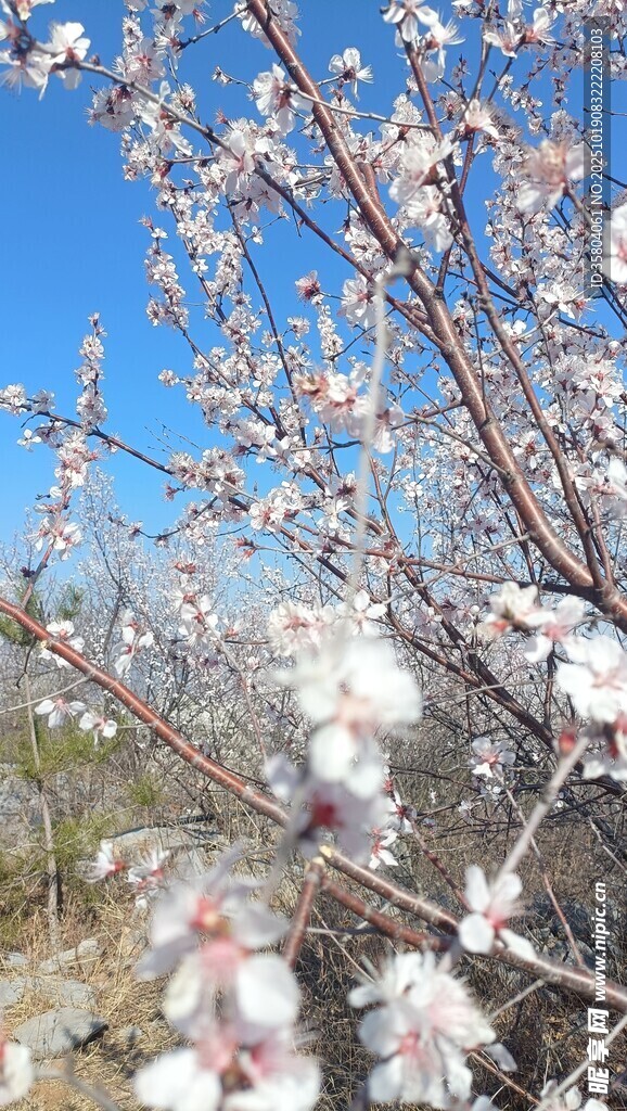 春日绽放的粉嫩花枝