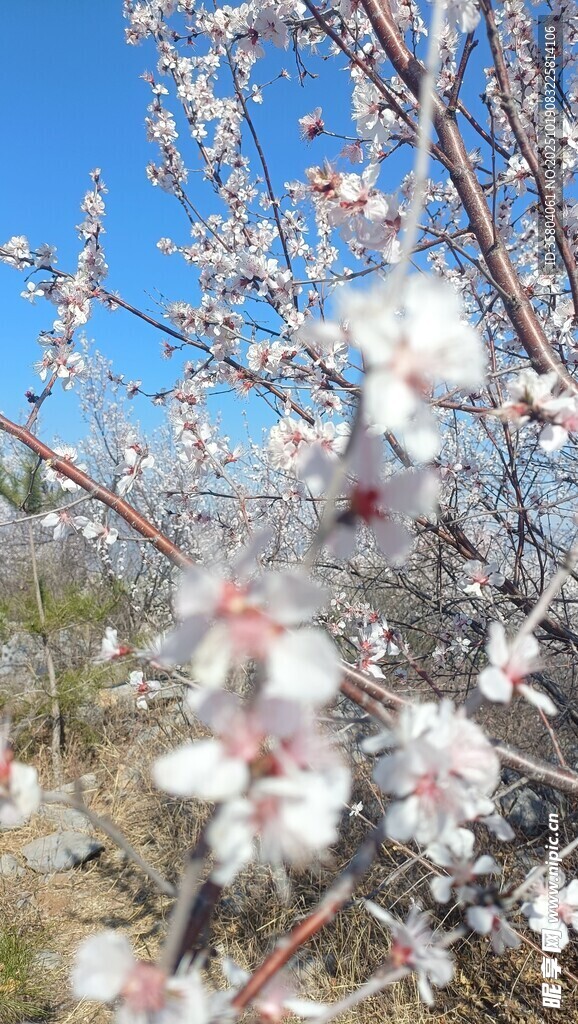 枝头绽放的美丽杏花