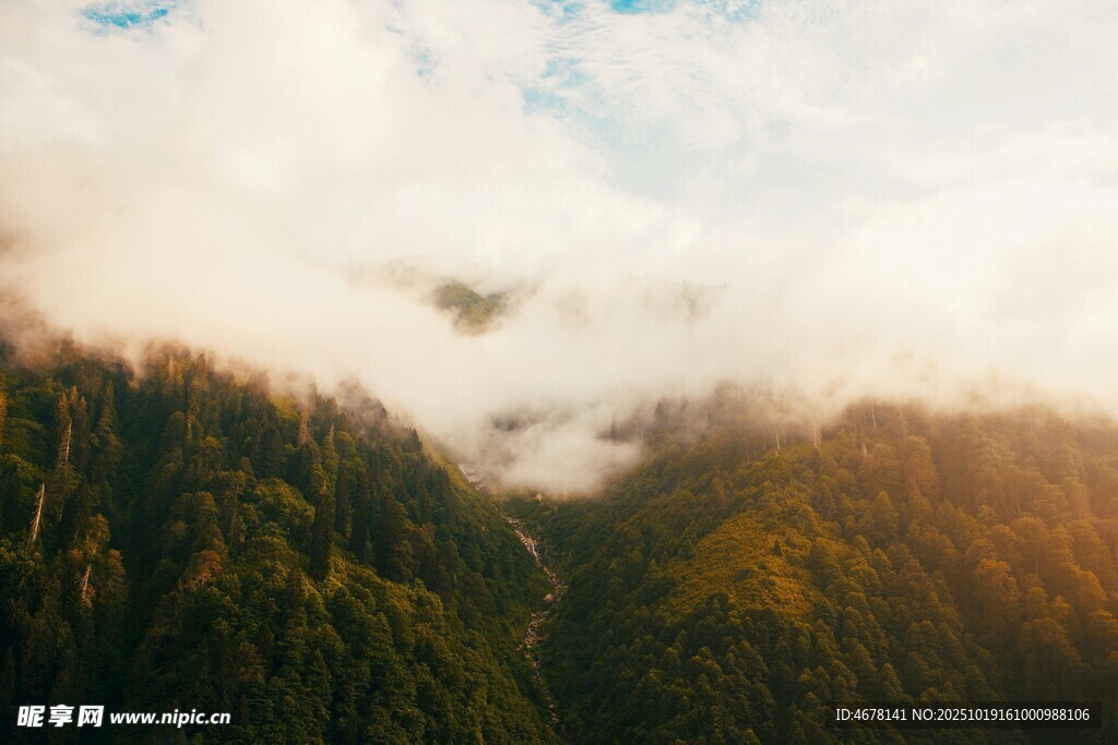 山间云雾缭绕的森林美景