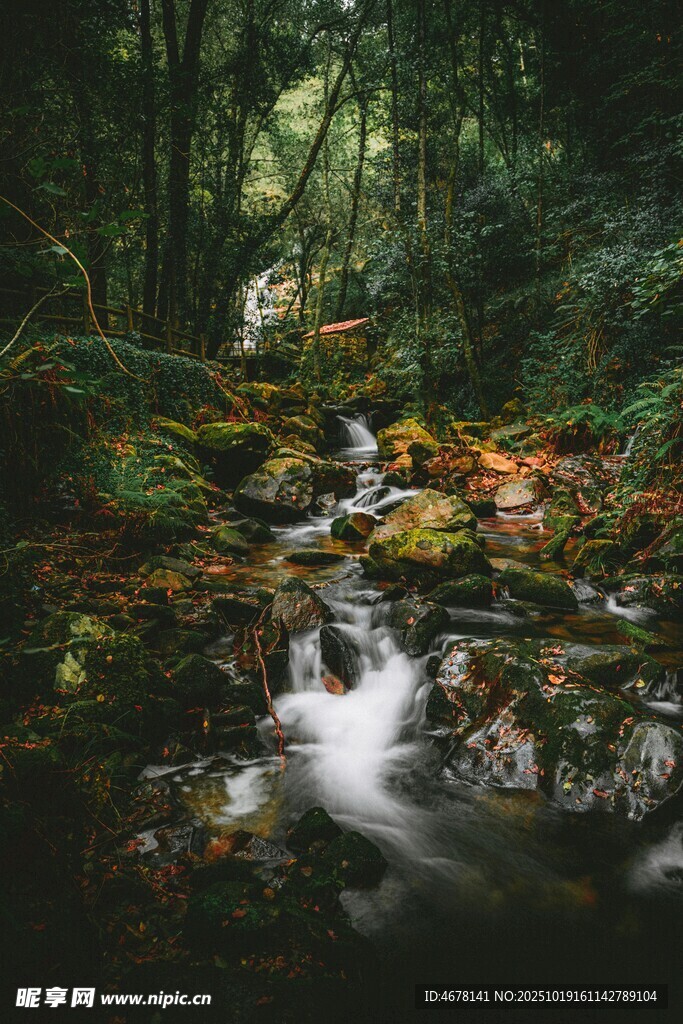 林间溪流自然静谧之景