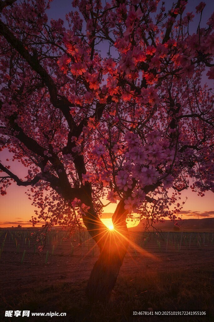 夕阳下的繁花盛开之树