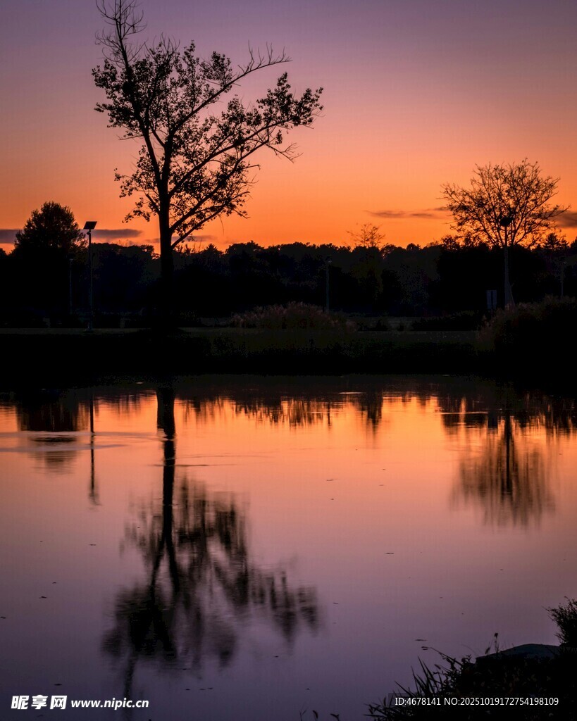 夕阳下湖畔孤树的美丽倒影