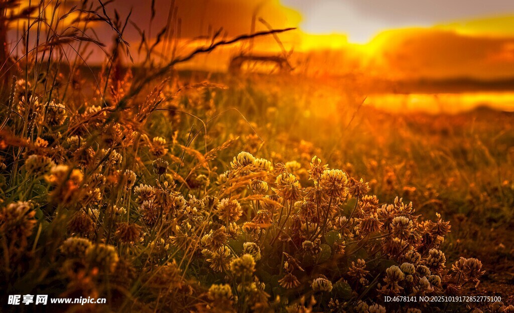 夕阳下的花草美景