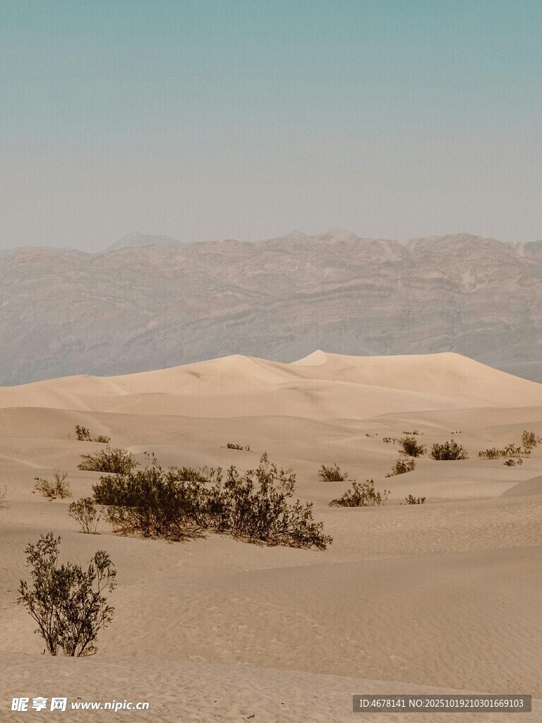 沙漠中的稀疏植被景观