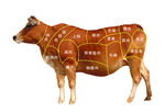 牛的肉品分割示意图