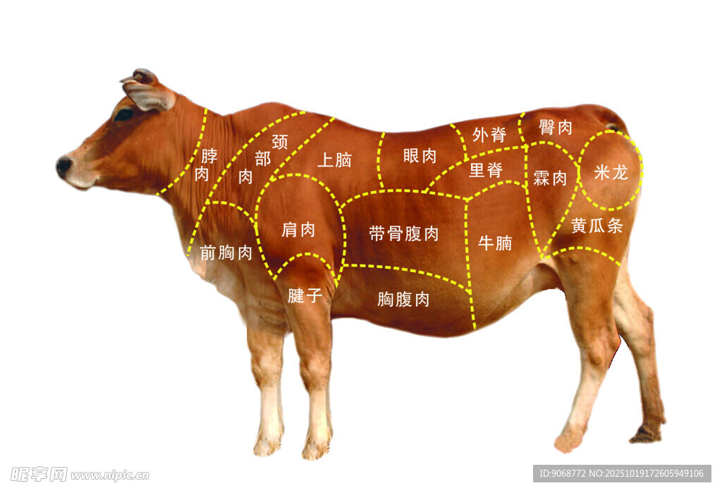 牛的肉品分割示意图