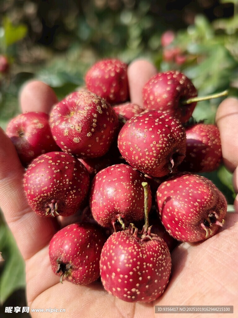 手捧鲜红诱人的山楂果