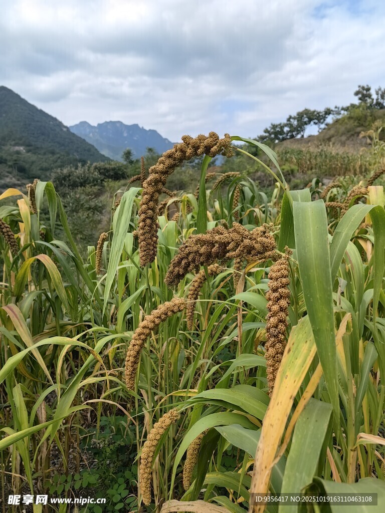 谷穗