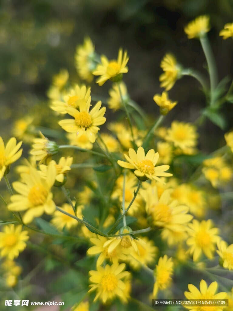 绽放的黄色小野花