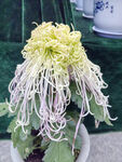 优雅垂丝菊花盆栽