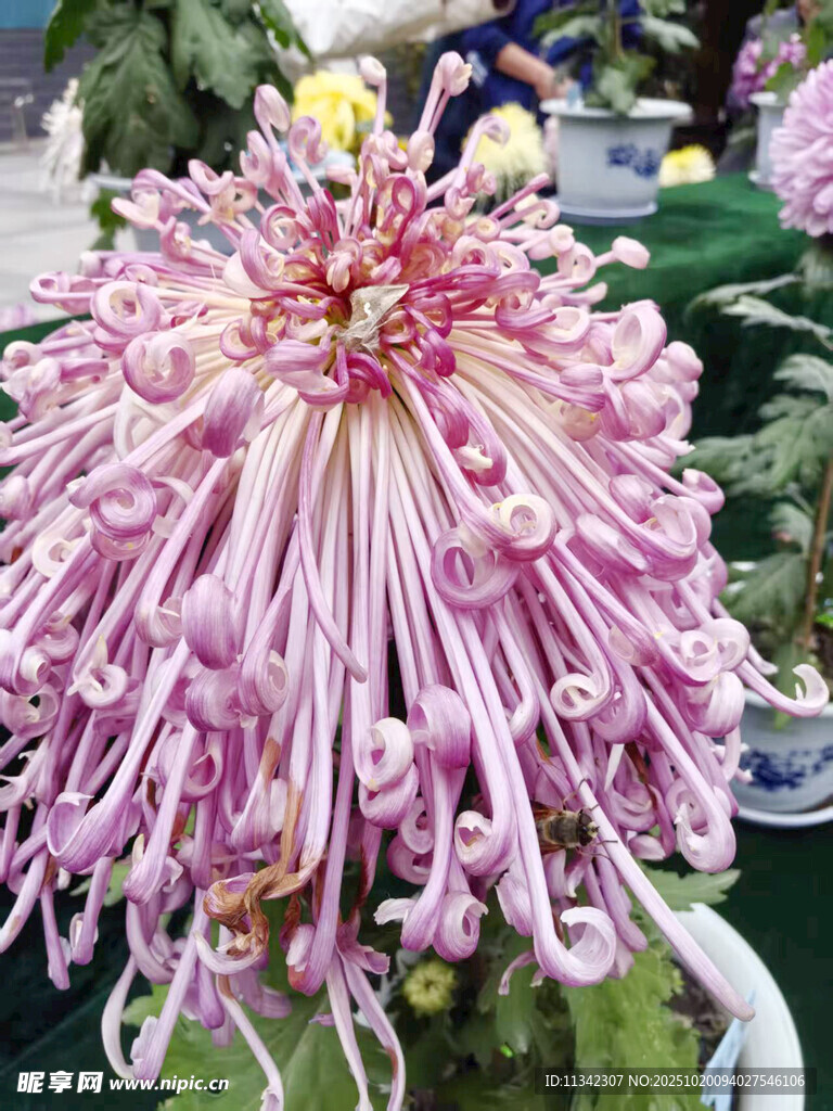 粉色丝状菊花特写