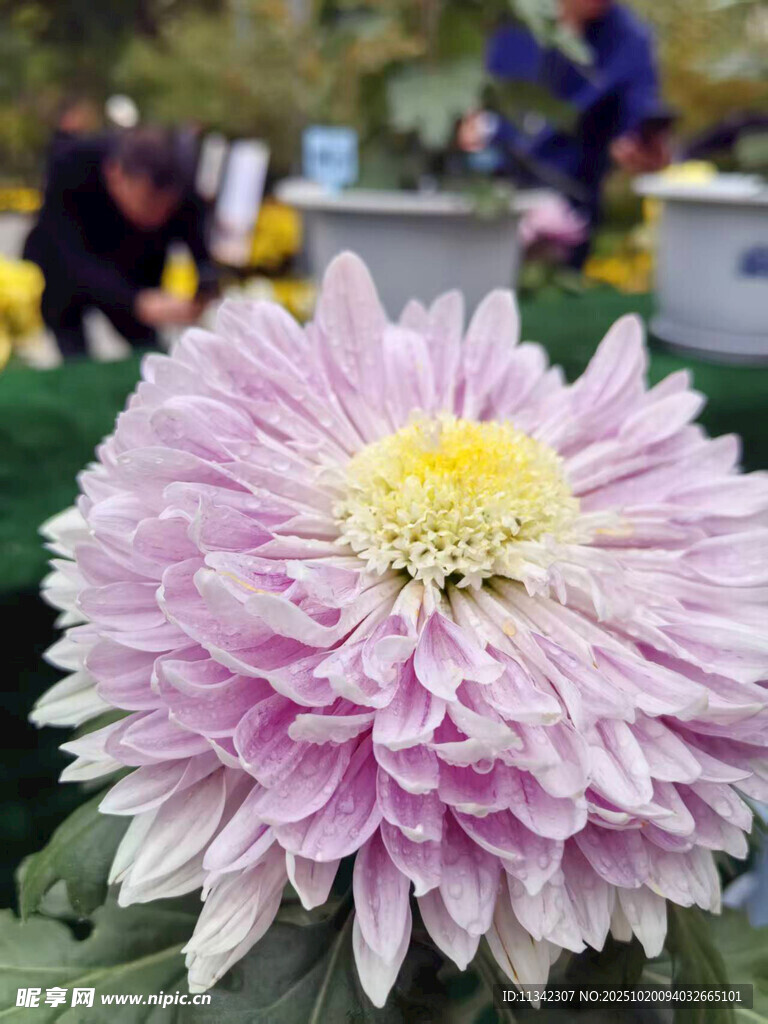 粉色大朵菊花特写