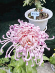 粉色菊花特写