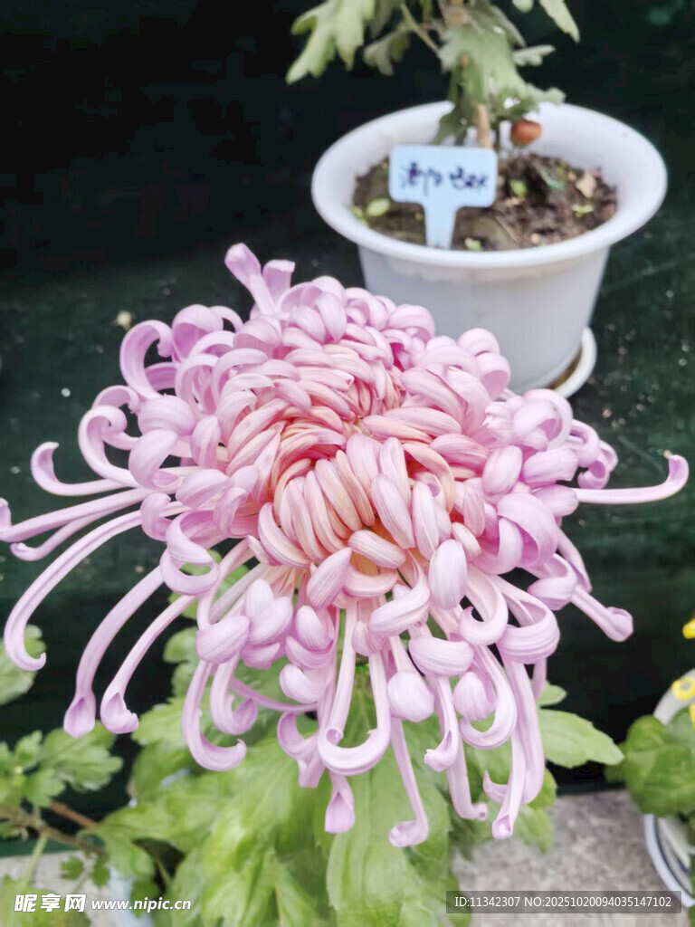 粉色菊花特写