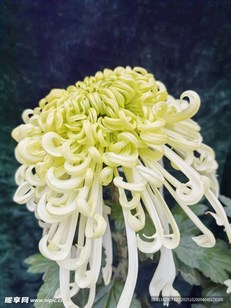 黄色丝状菊花特写