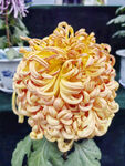 金黄菊花绽放