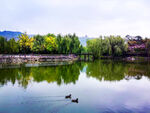湖畔双鸭游