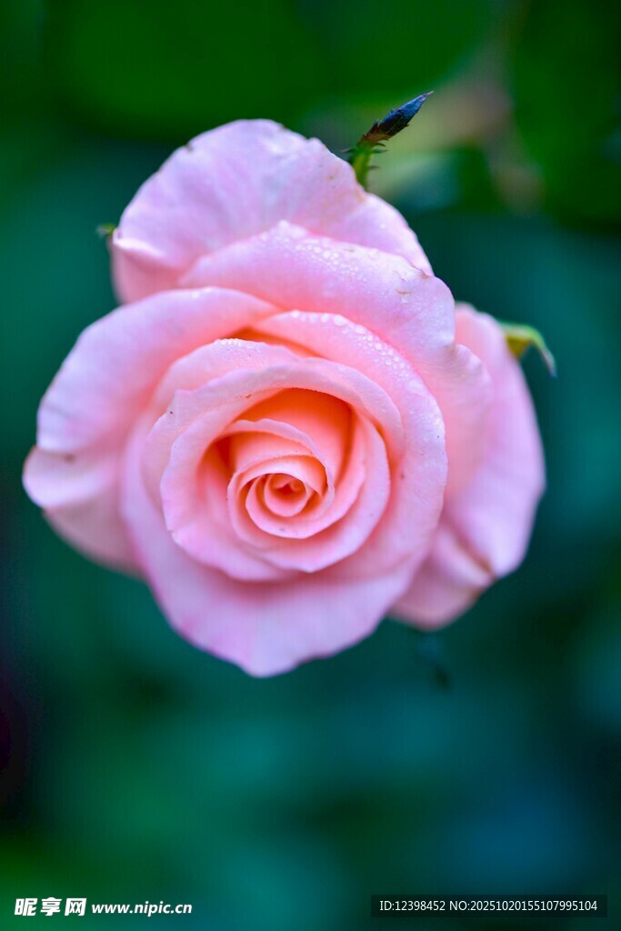 粉色娇艳玫瑰花特写