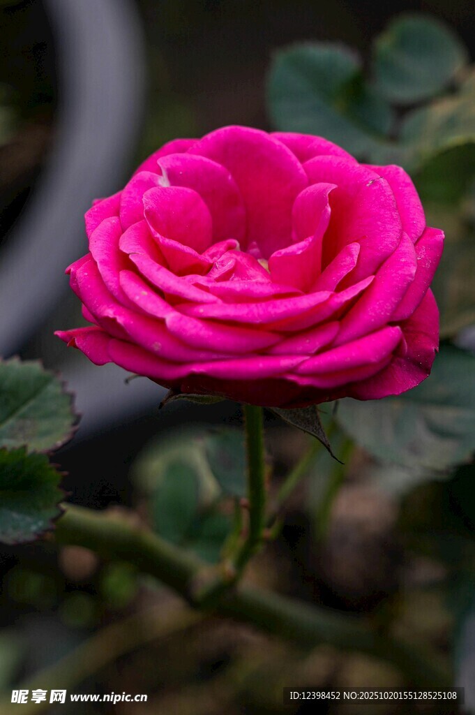 娇艳粉色月季花特写