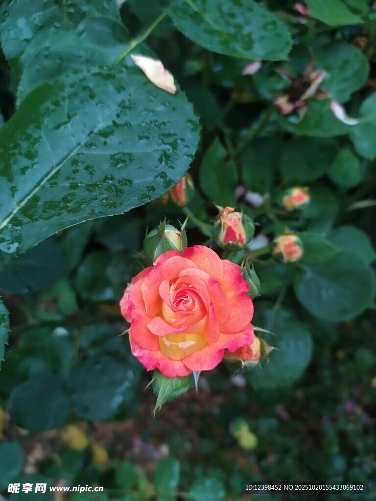 带露粉玫瑰绽放绿叶间
