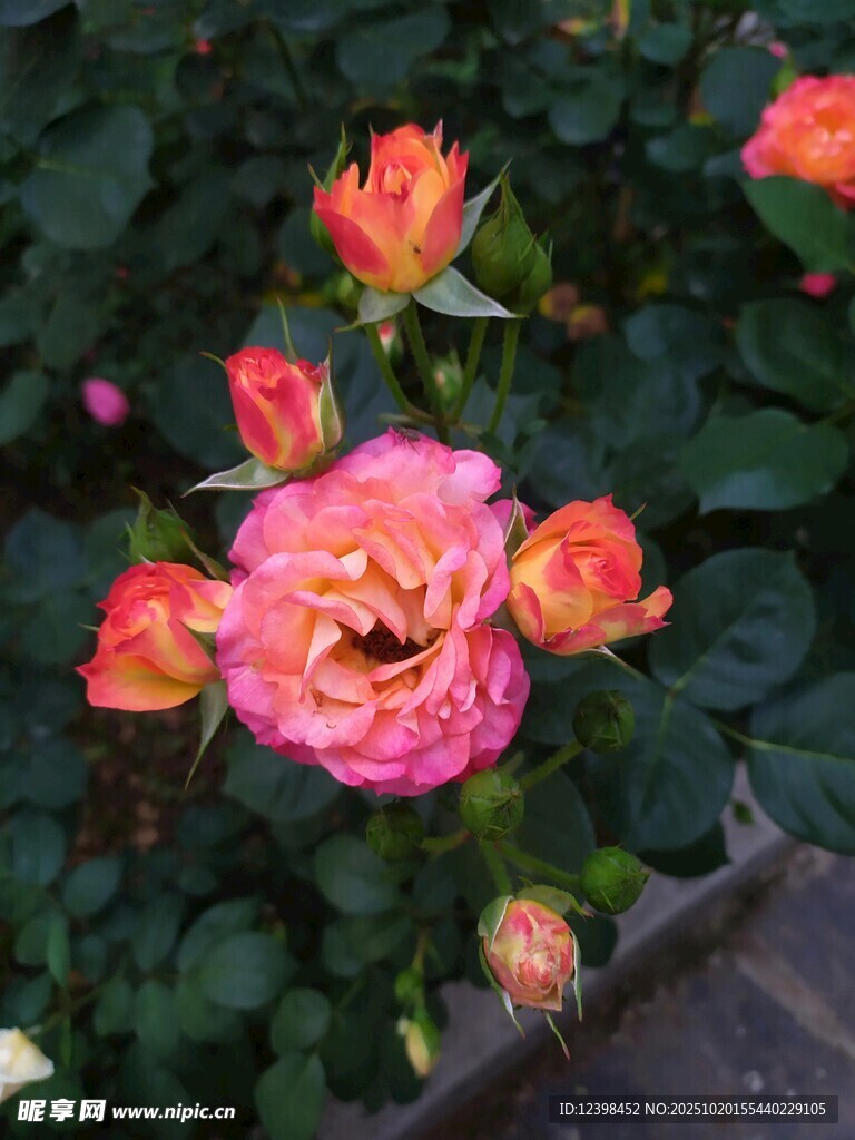 娇艳多彩月季花绽放