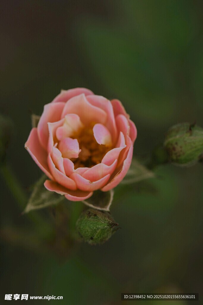 娇艳粉色月季花