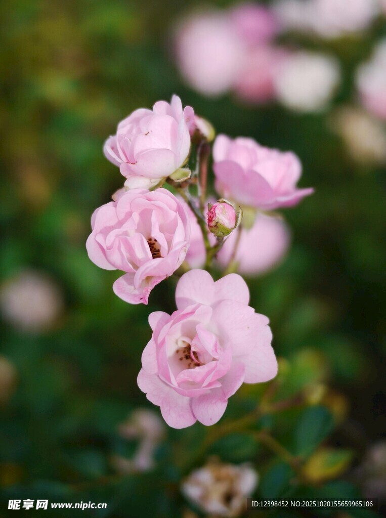 粉色蔷薇花特写