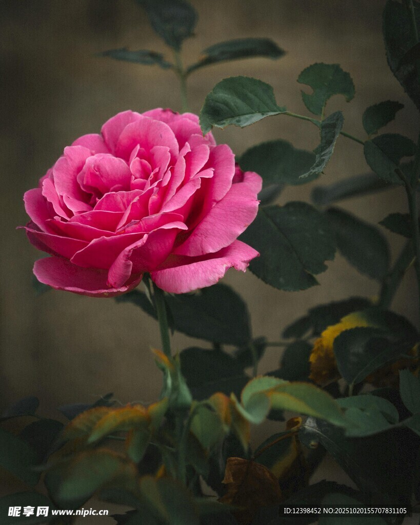 娇艳绽放的粉色月季花