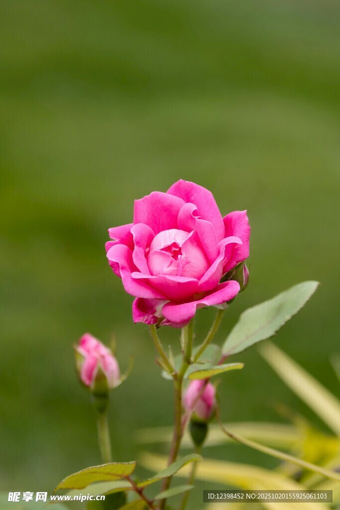 娇艳粉色月季花