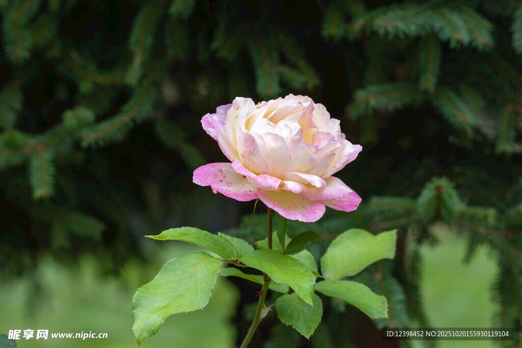 娇艳粉色月季花