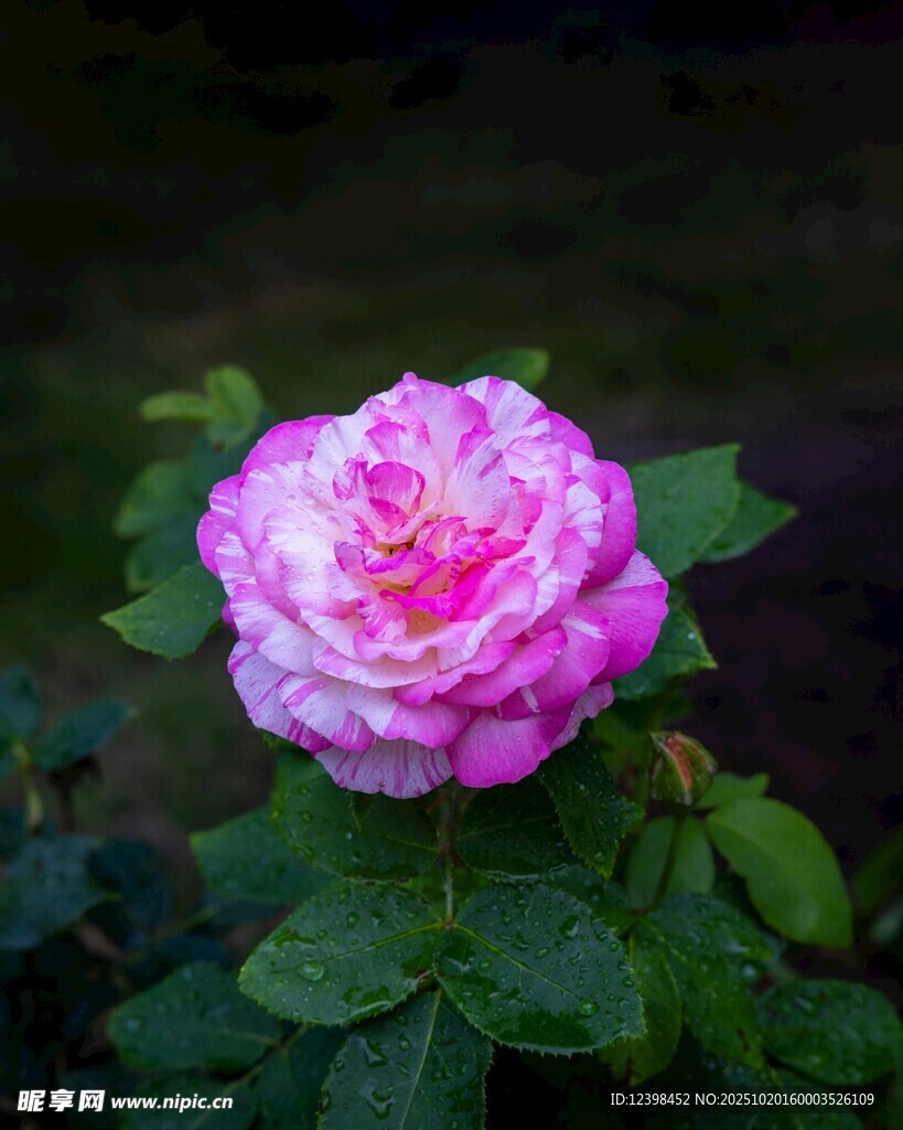 娇艳双色月季花