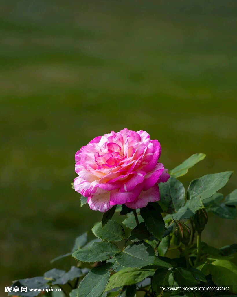 娇艳粉色月季花