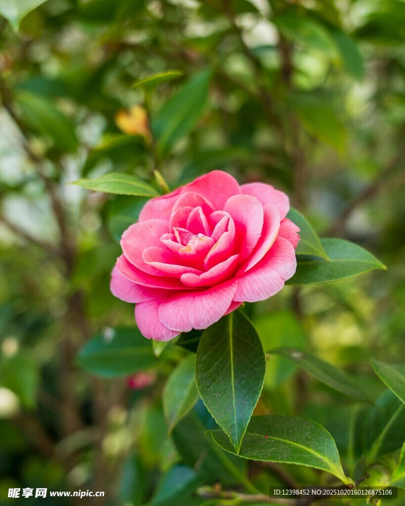 娇艳粉色山茶花绽放