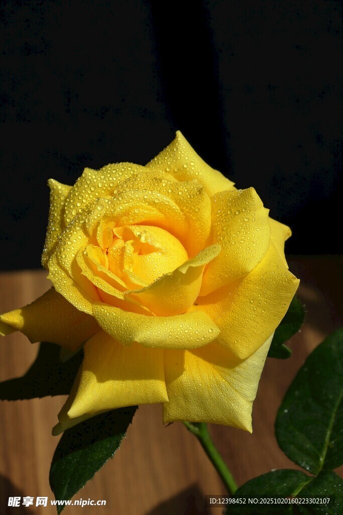 黄色娇艳月季花
