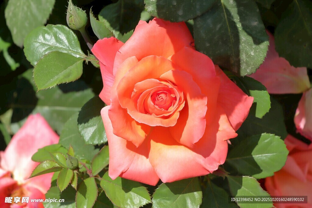 娇艳粉色玫瑰绽放