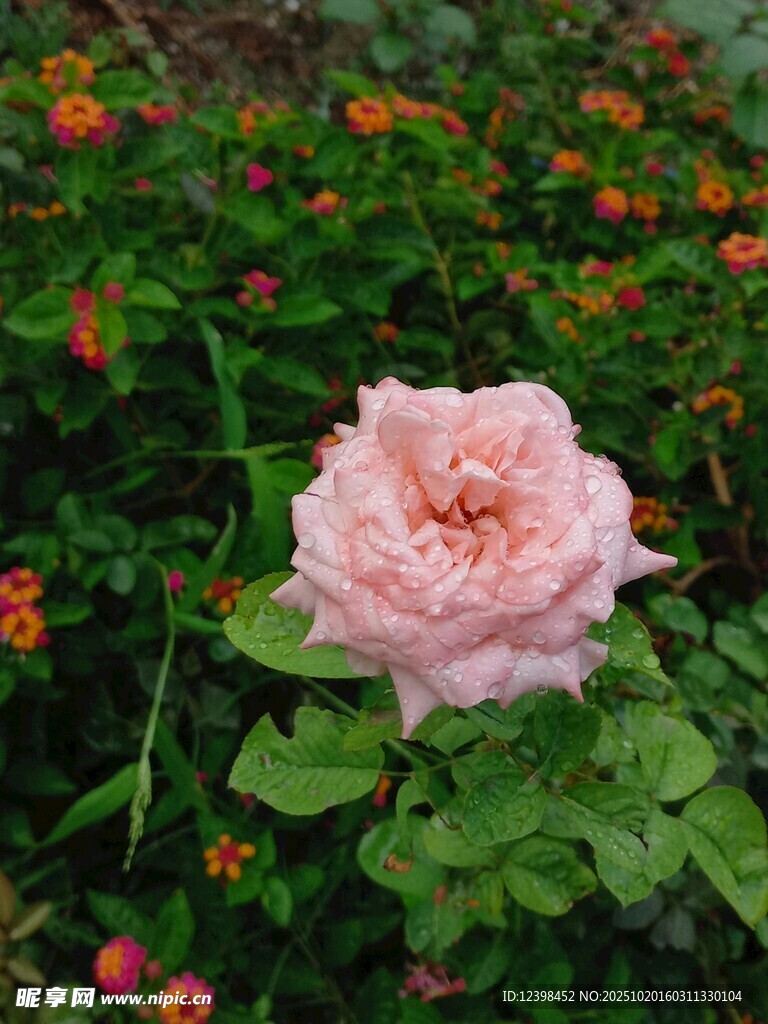 娇艳粉玫瑰绽放于绿野