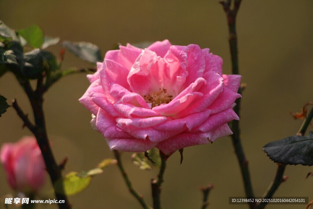 娇艳绽放的粉色月季花