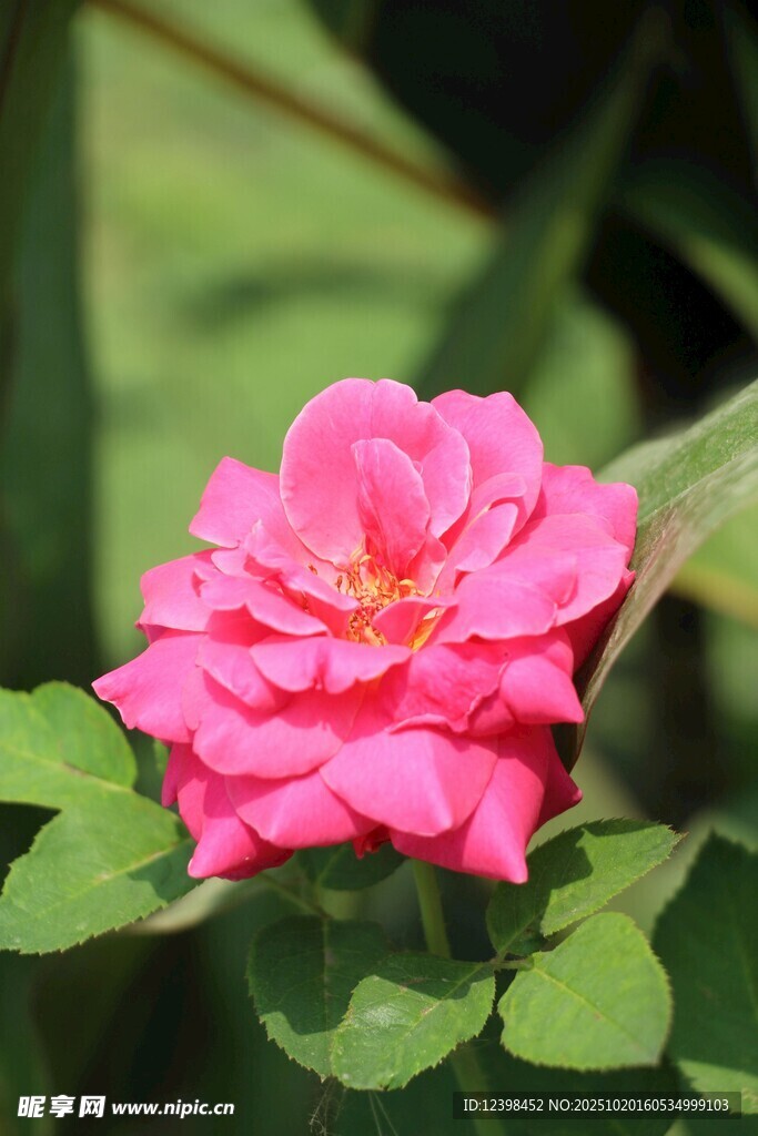 娇艳粉色月季花绽放