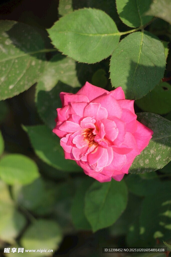 娇艳粉色月季花