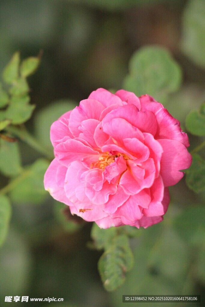 娇艳粉色月季花绽放