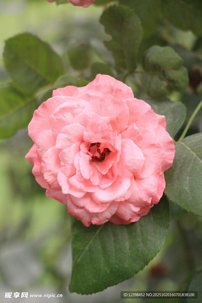 娇艳粉色月季花